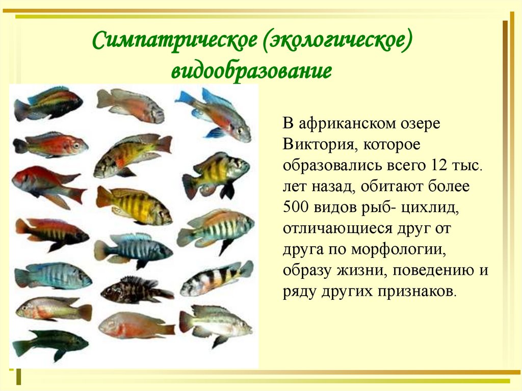 Симпатрическое (экологическое) видообразование