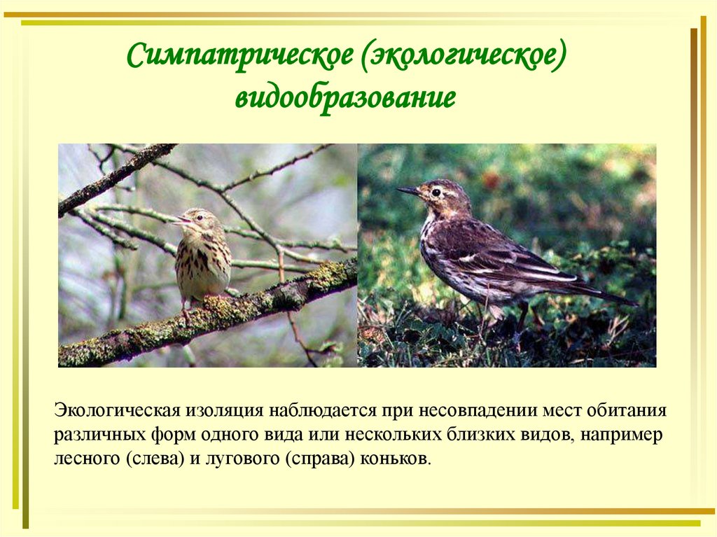 Симпатрическое (экологическое) видообразование