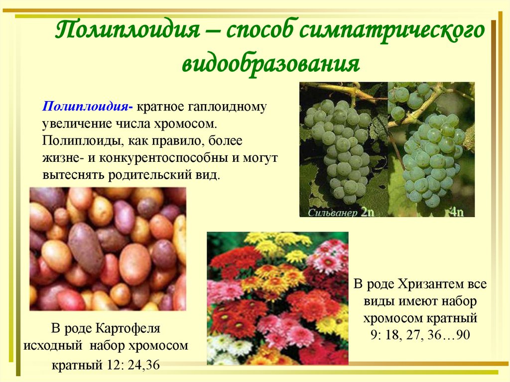 Полиплоидия- кратное гаплоидному увеличение числа хромосом. Полиплоиды, как правило, более жизне- и конкурентоспособны и могут