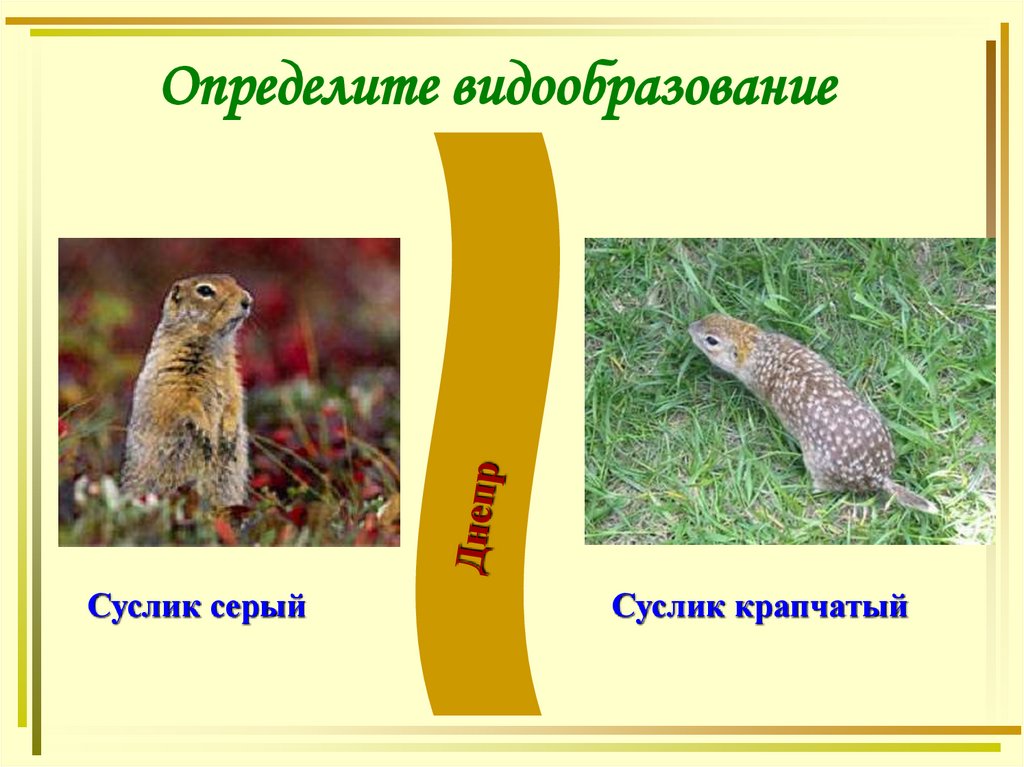 Определите видообразование