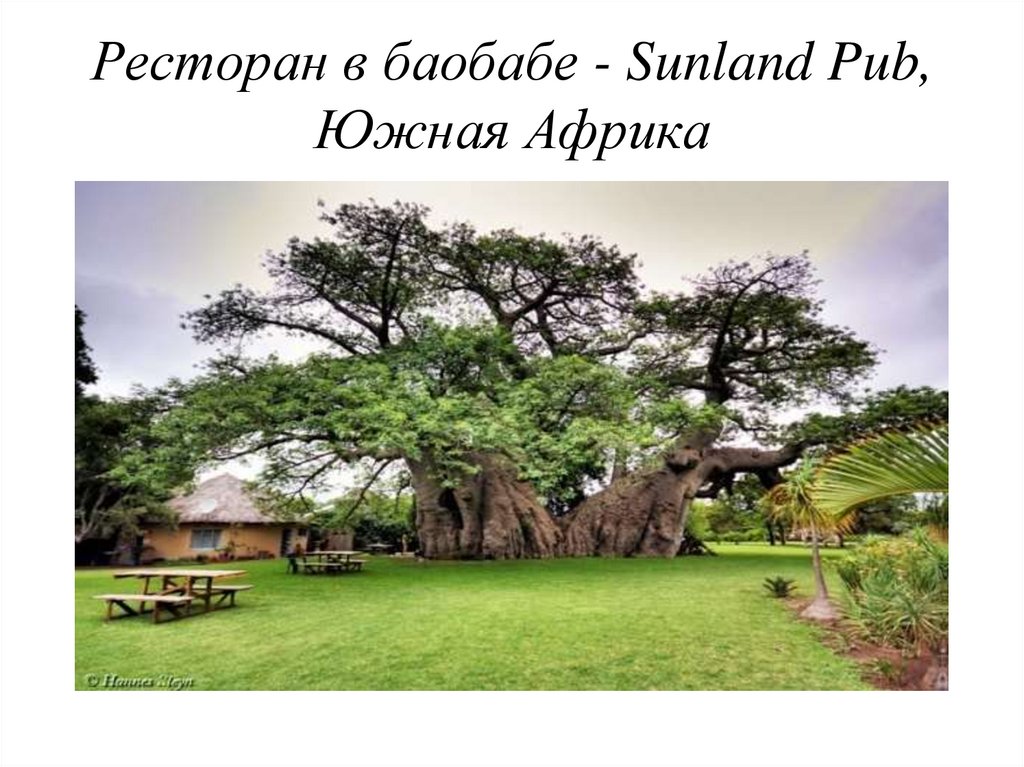 Ресторан в баобабе - Sunland Pub, Южная Африка