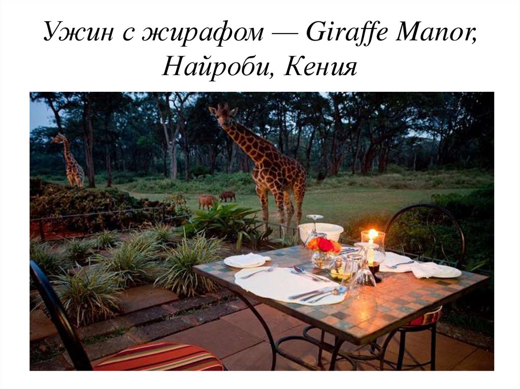 Ужин с жирафом — Giraffe Manor, Найроби, Кения