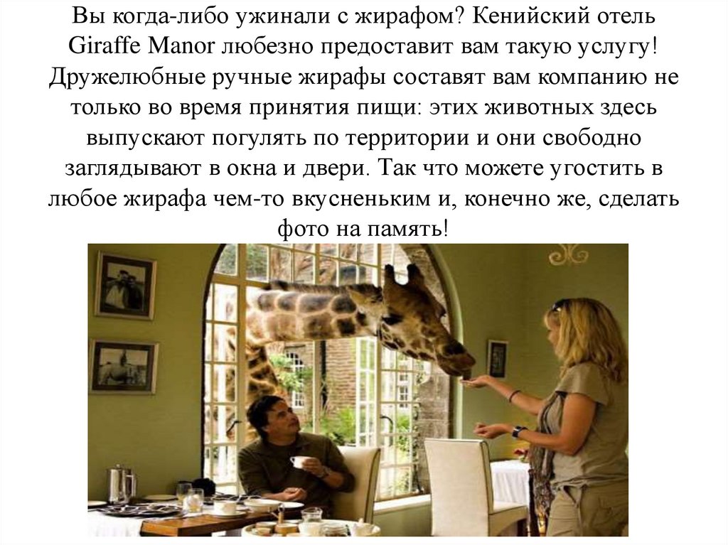 Вы когда-либо ужинали с жирафом? Кенийский отель Giraffe Manor любезно предоставит вам такую услугу! Дружелюбные ручные жирафы