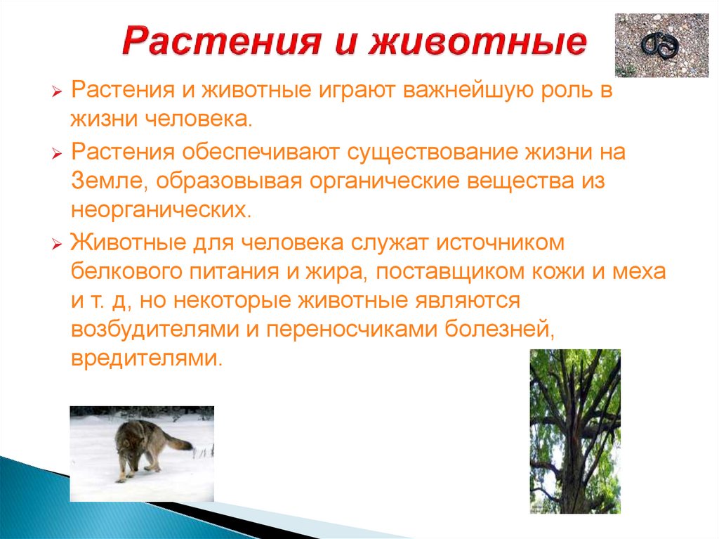 Растения и животные