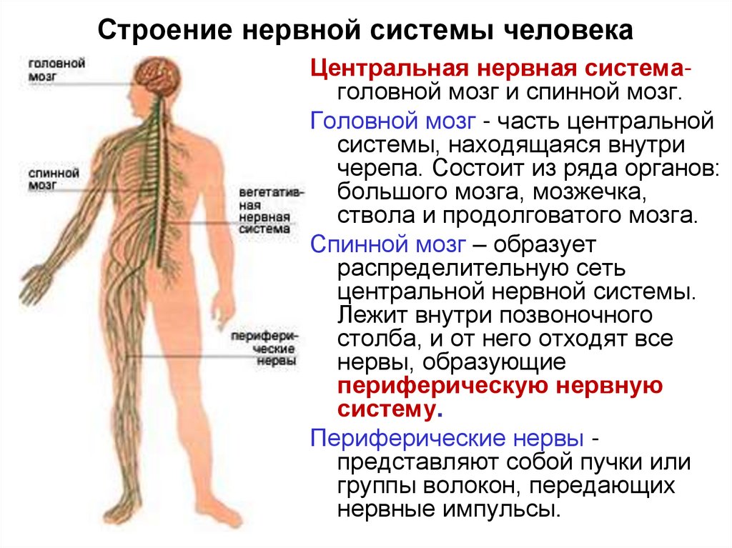 Строение нервной системы человека