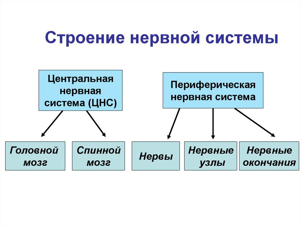 Строение нервной системы
