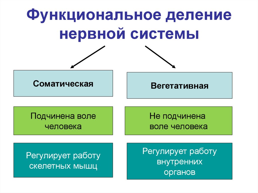 Функциональное деление нервной системы