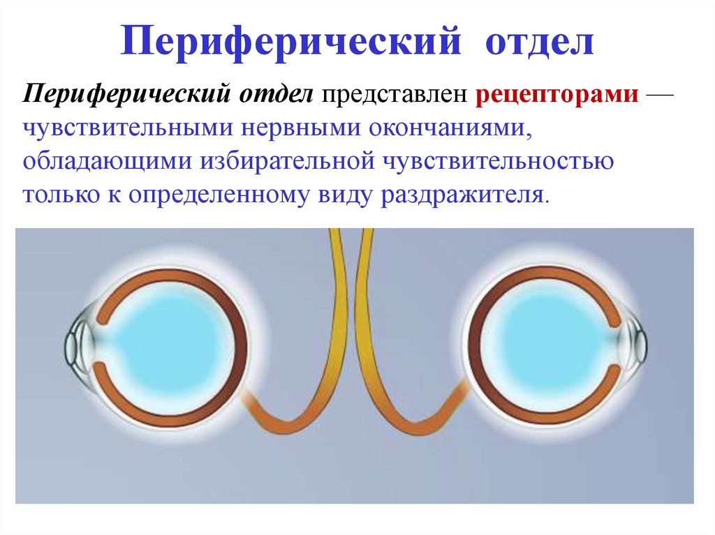 Периферический отдел