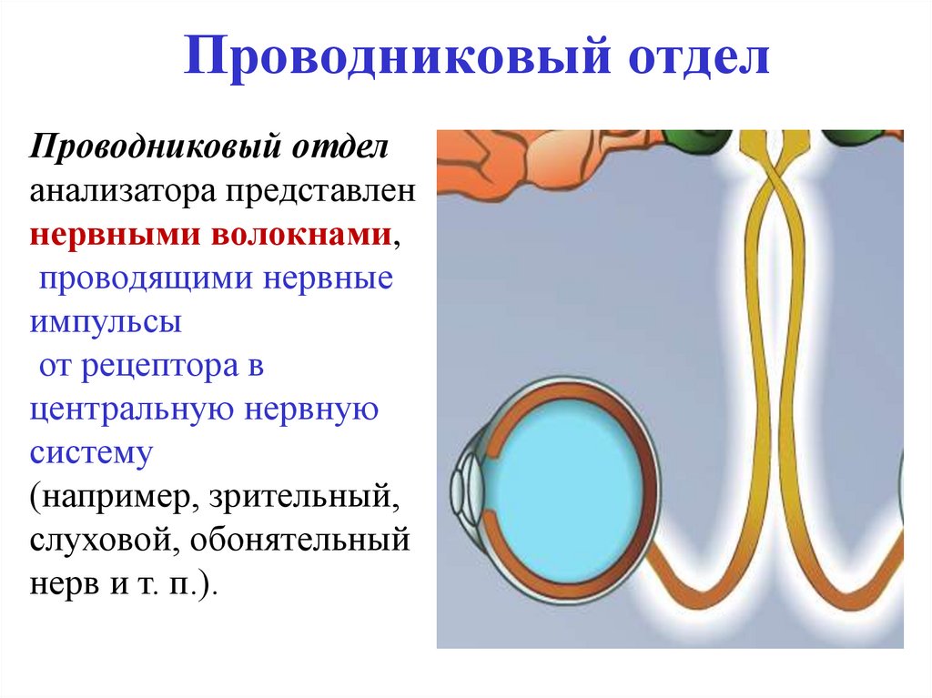 Проводниковый отдел