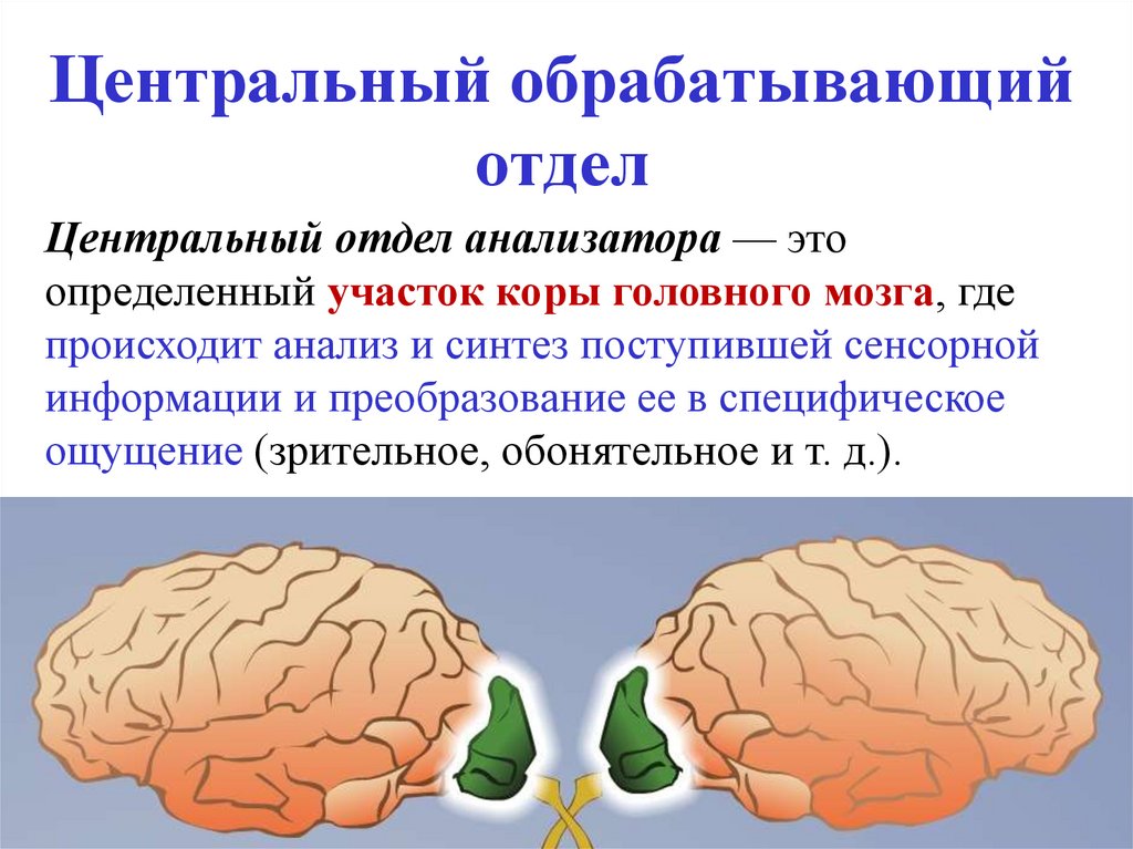 Центральный обрабатывающий отдел