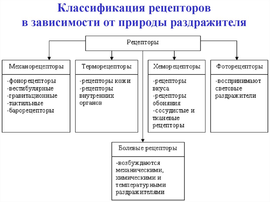 Классификация рецепторов в зависимости от природы раздражителя