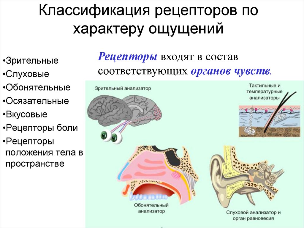 Классификация рецепторов по характеру ощущений