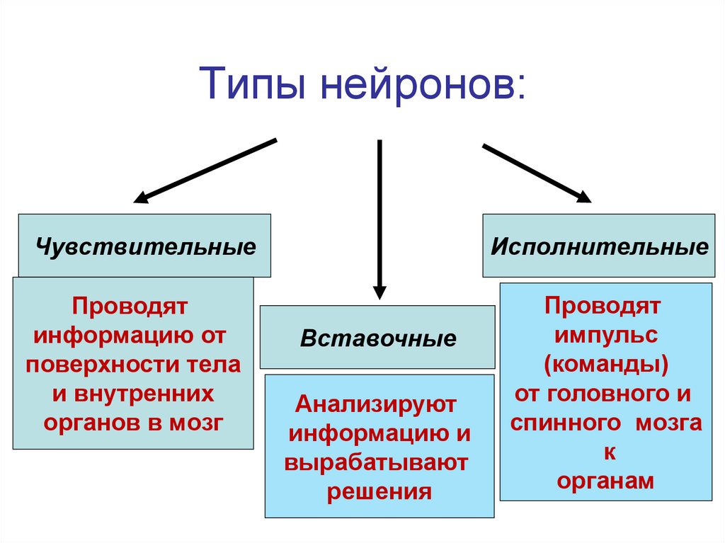 Типы нейронов:
