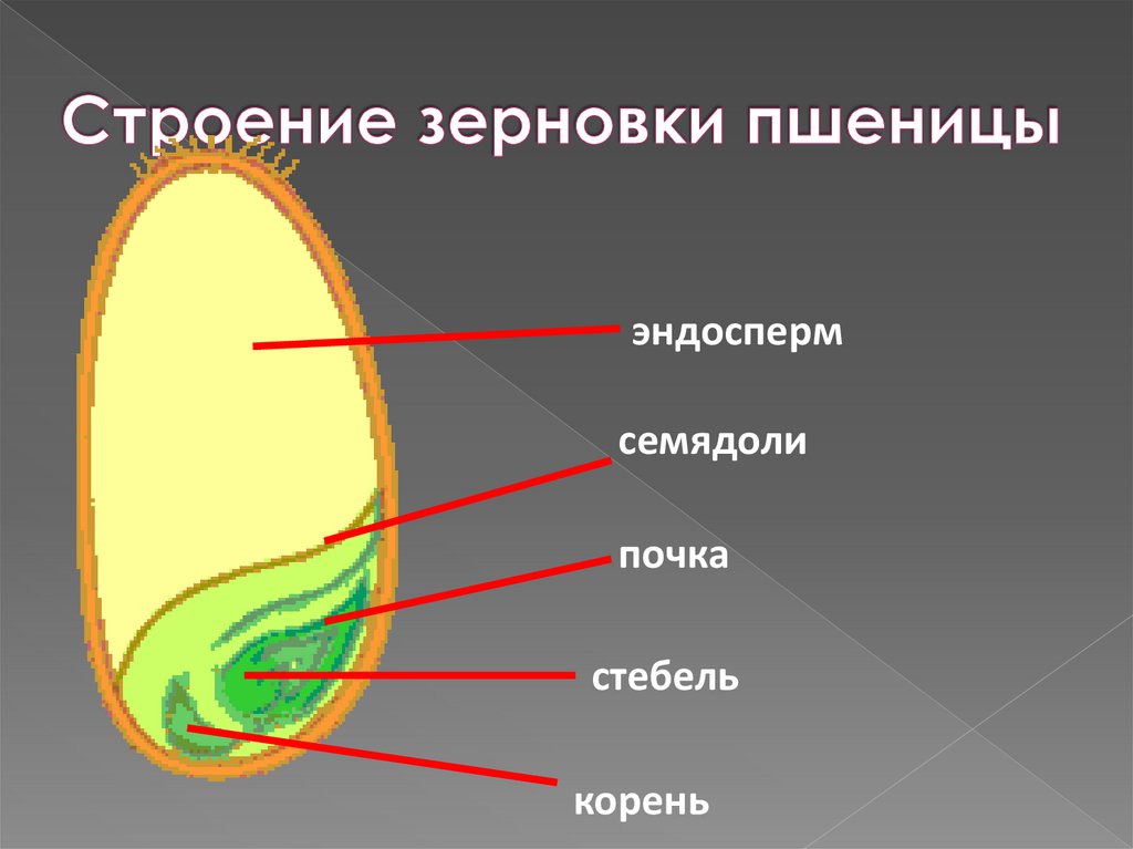Строение зерновки пшеницы
