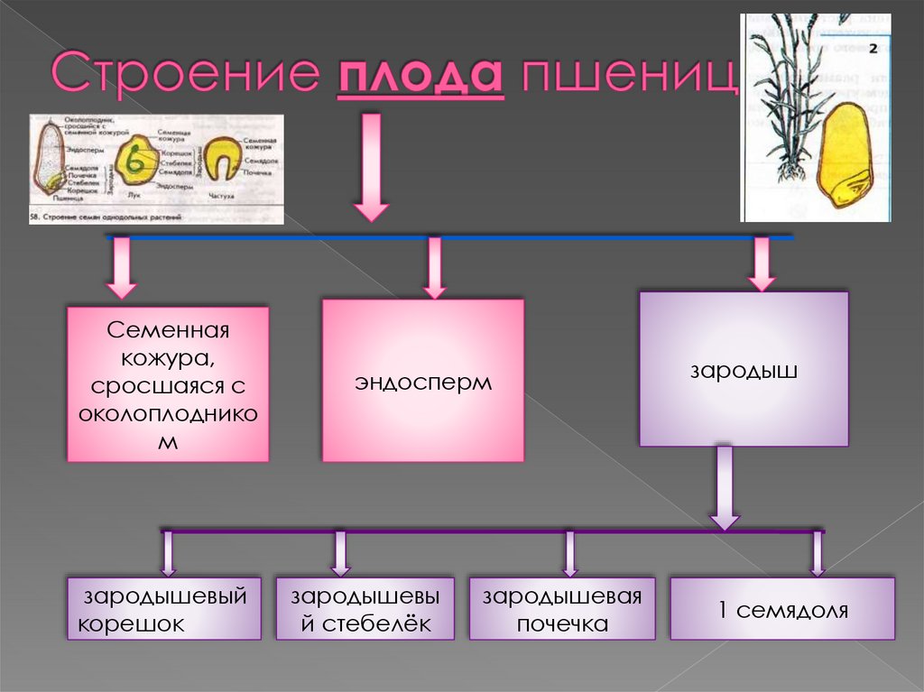 Строение плода пшеницы