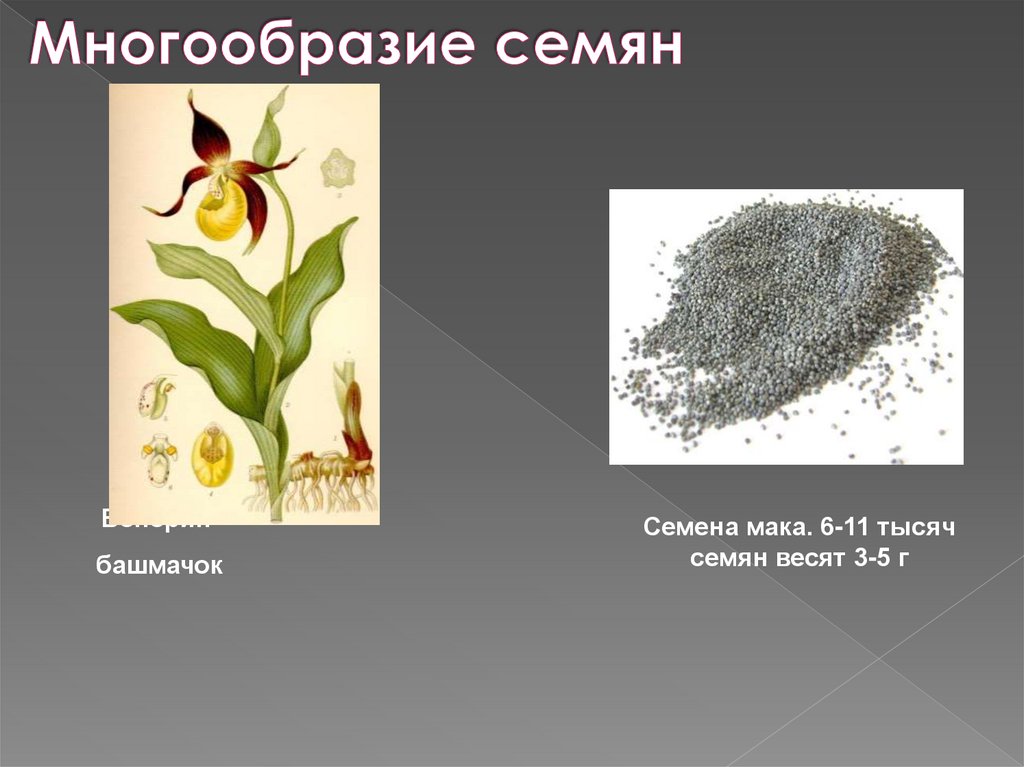 Многообразие семян