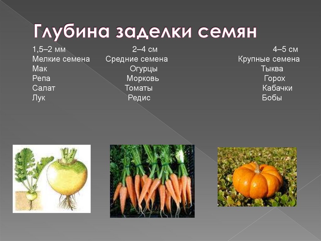 Глубина заделки семян