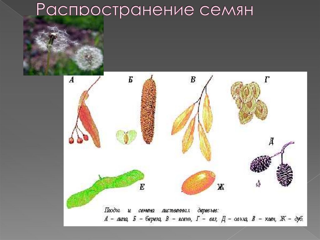 Распространение семян ветром