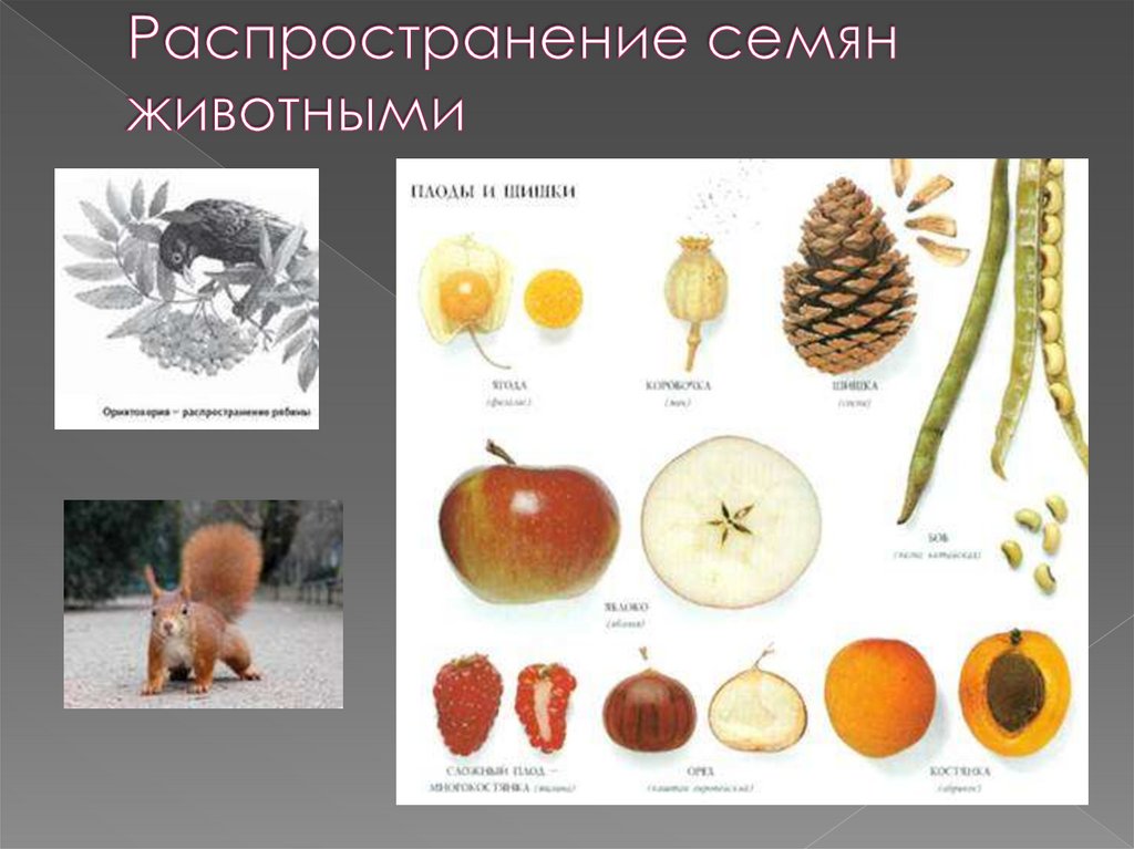 Распространение семян животными