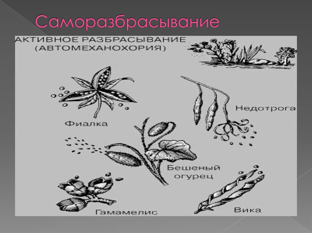 Саморазбрасывание