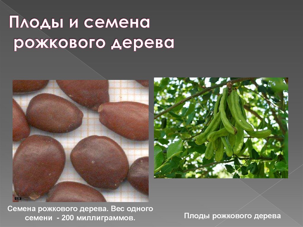 Плоды и семена рожкового дерева