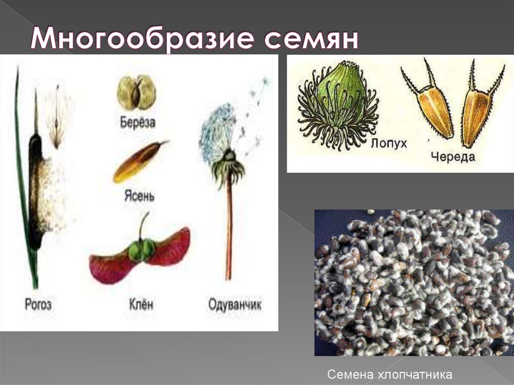 Многообразие семян