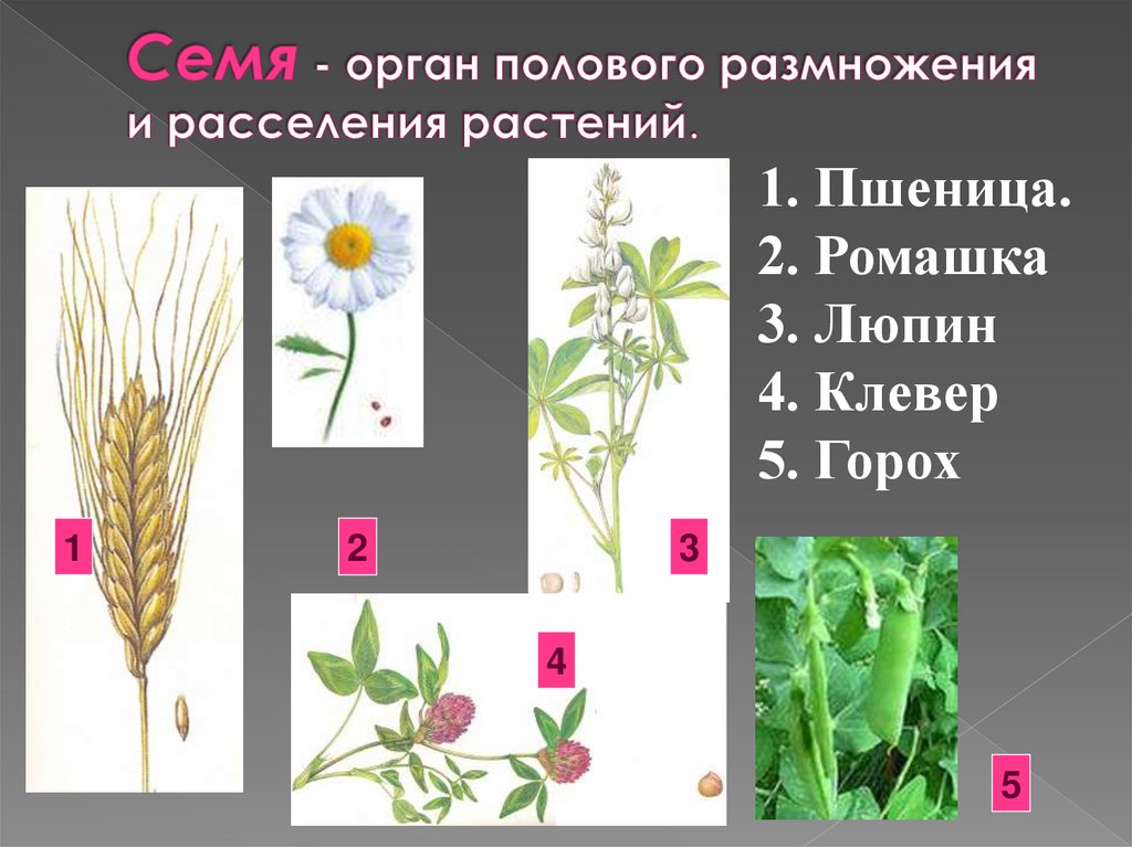 Семя - орган полового размножения и расселения растений.