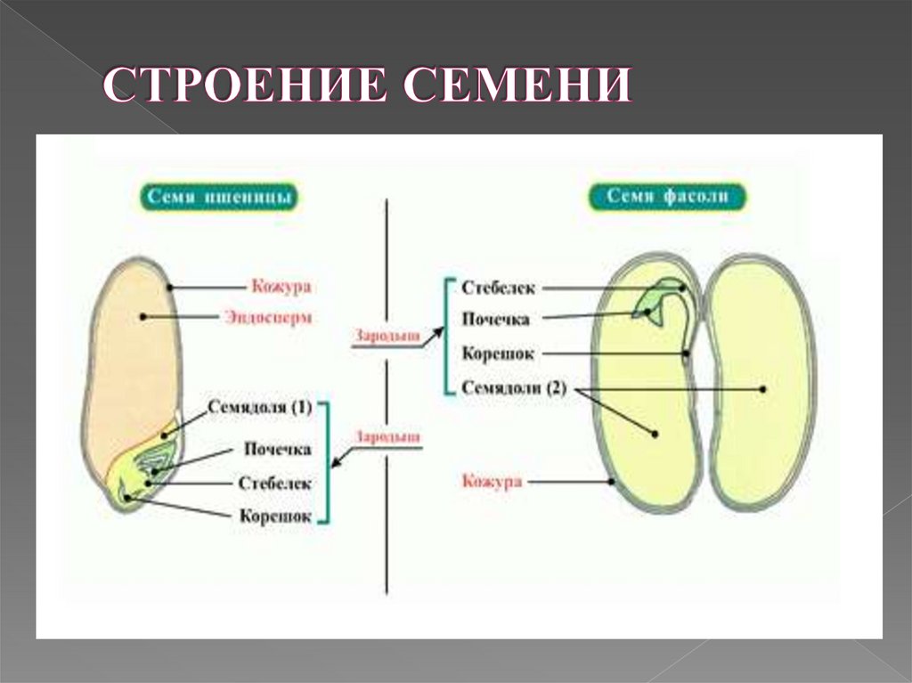 СТРОЕНИЕ СЕМЕНИ
