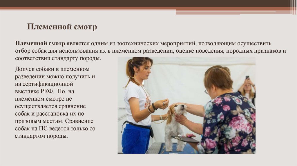 Племенной смотр