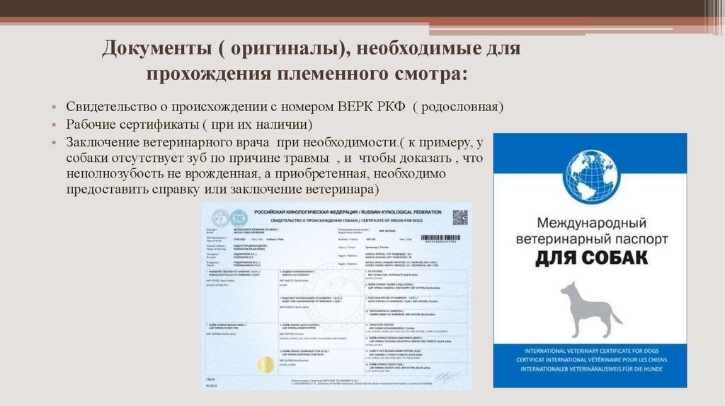 Документы ( оригиналы), необходимые для прохождения племенного смотра:  