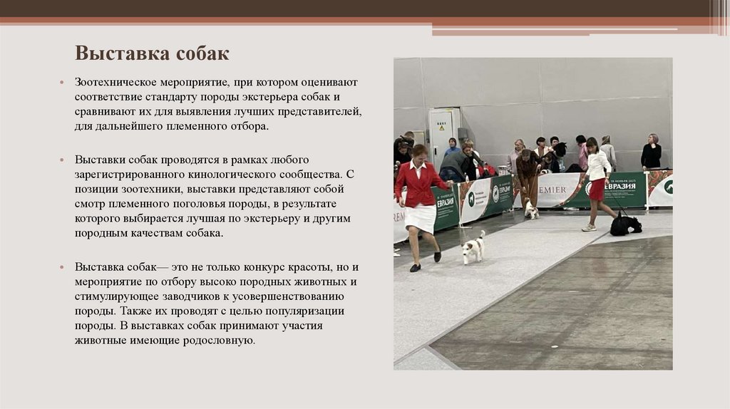 Выставка собак