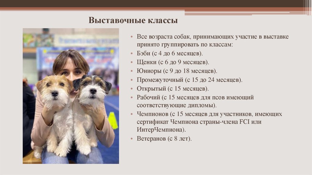 Выставочные классы