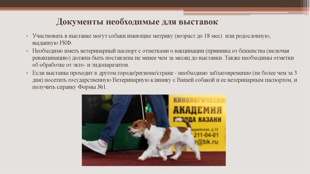 Документы необходимые для выставок