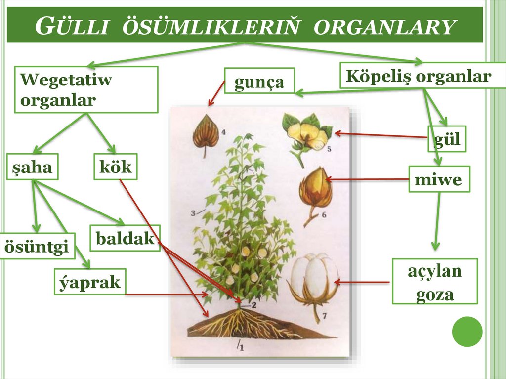 Gülli ösümlikleriň organlary