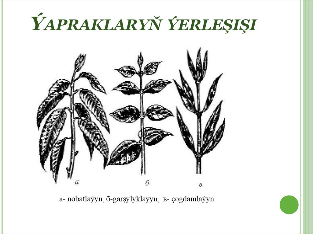 Ýapraklaryň ýerleşişi