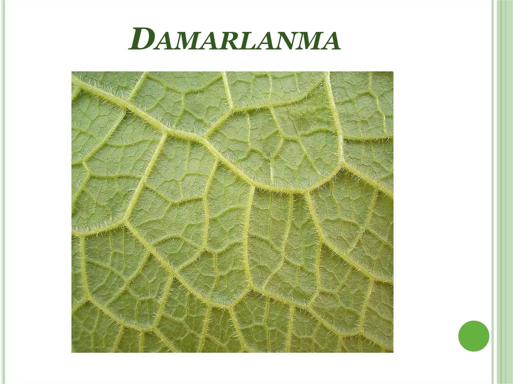 Damarlanma