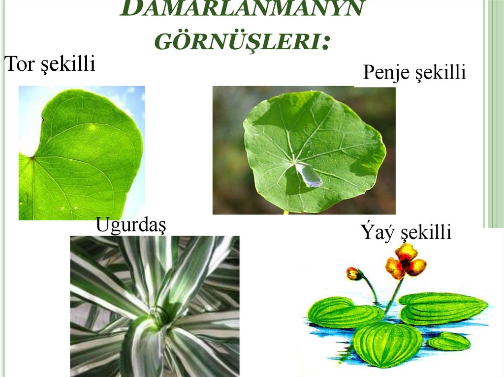 Damarlanmanyň görnüşleri: