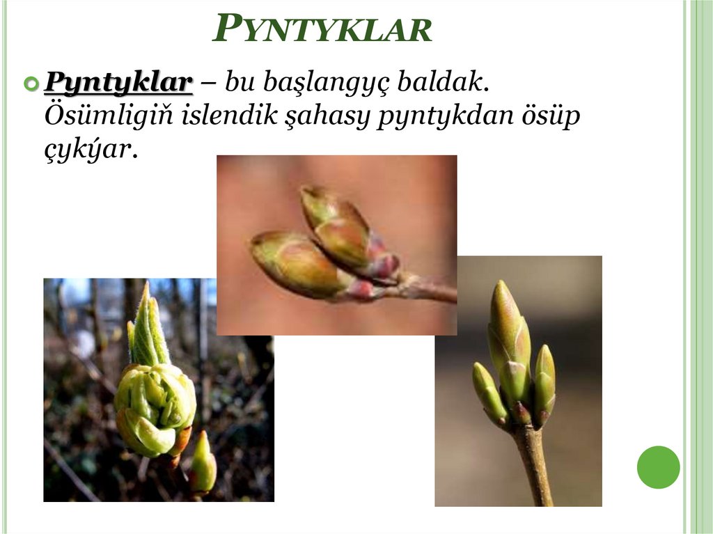 Pyntyklar