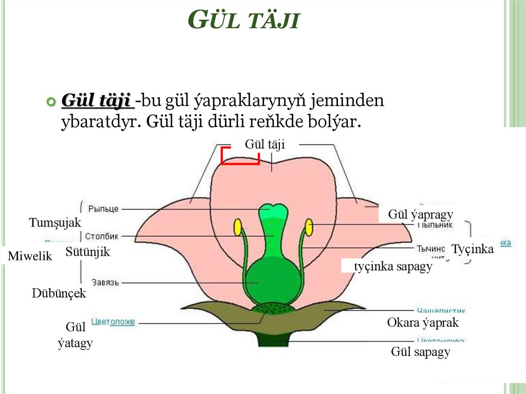 Gül