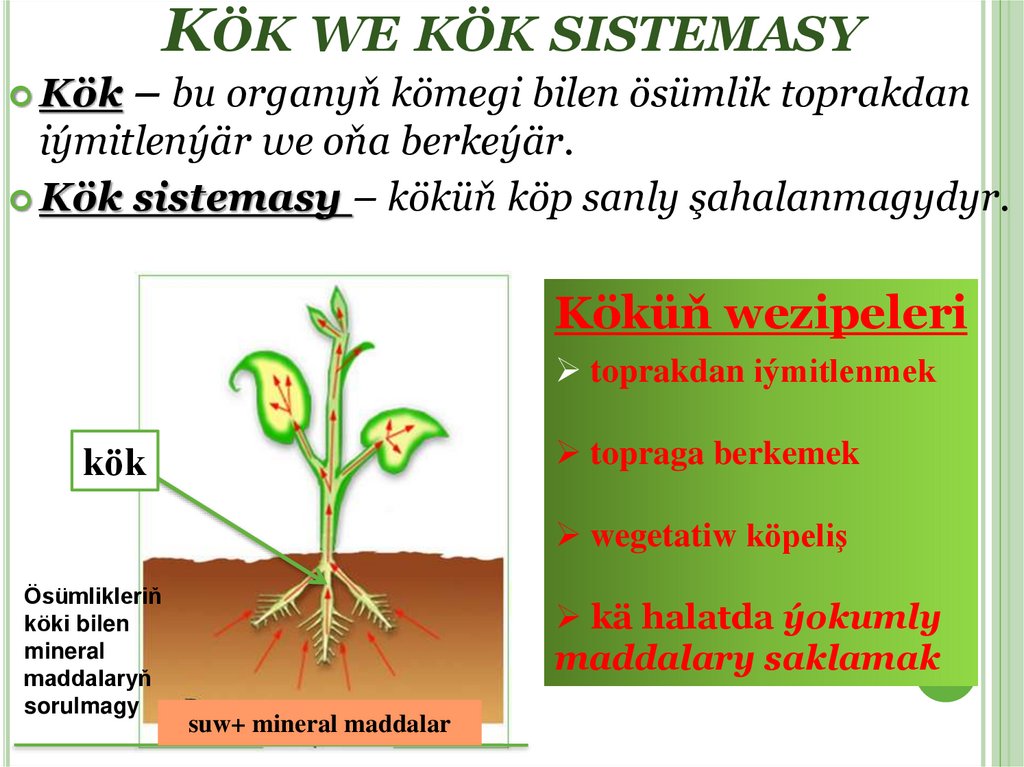 Kök we kök sistemasy