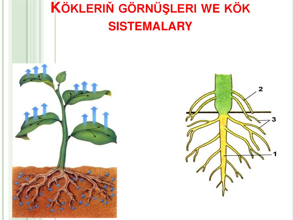 Bir tohumly miwäniň gurluşy