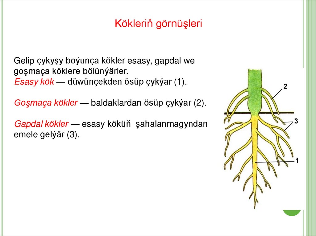 Kökleriň görnüşleri we kök sistemalary
