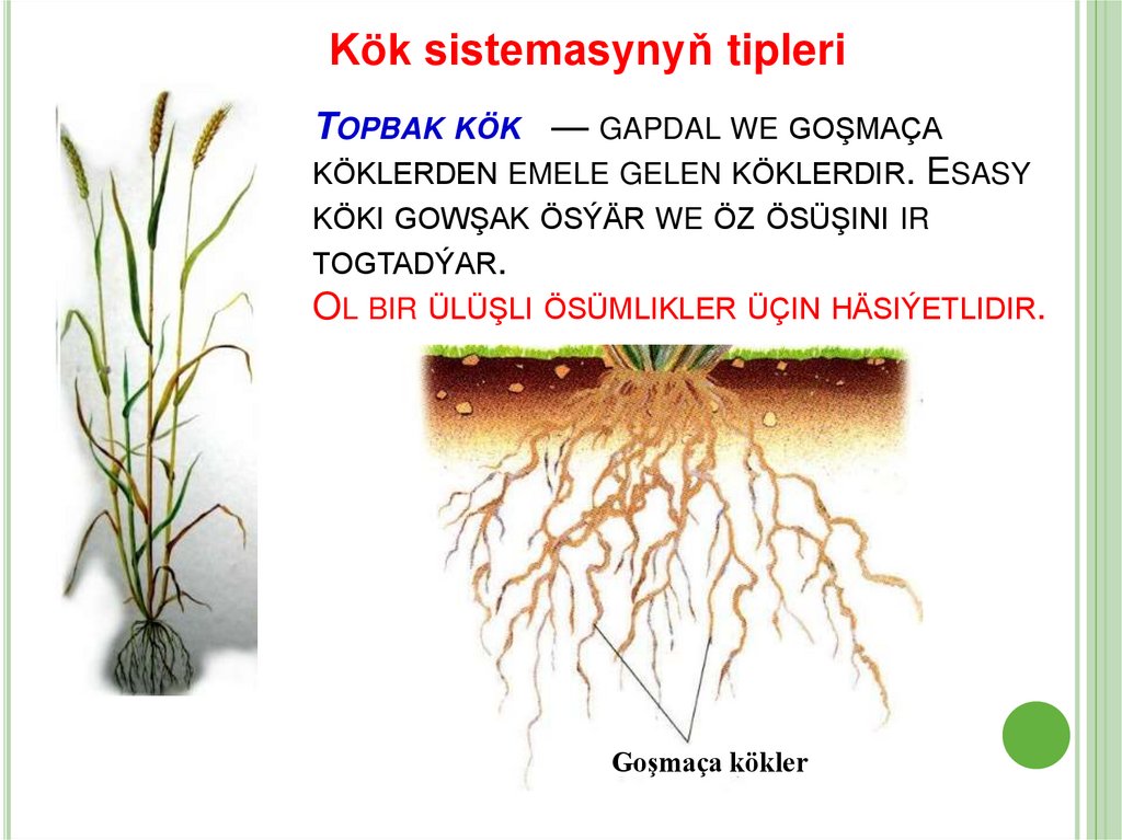 Kök sistemasynyň tipleri