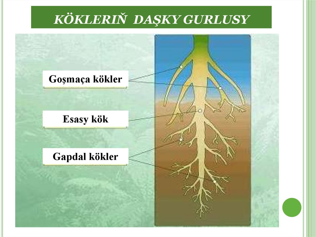 KÖKLERIŇ DAŞKY GURLUSY