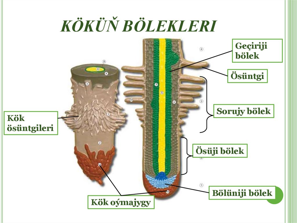 KÖKÜŇ BÖLEKLERI