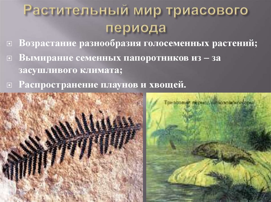Растительный мир триасового периода