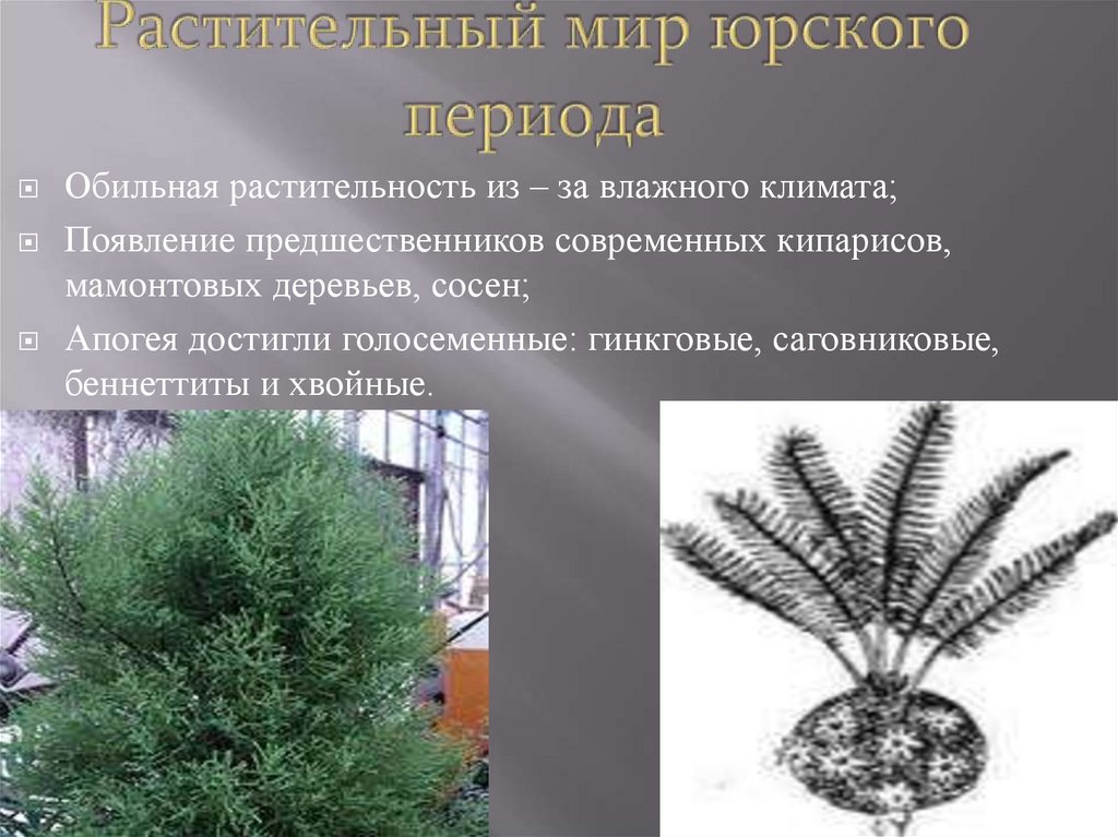 Растительный мир юрского периода