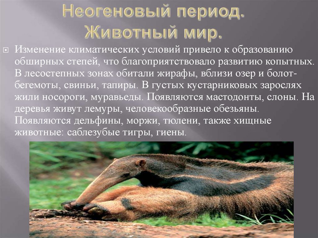Неогеновый период. Животный мир.