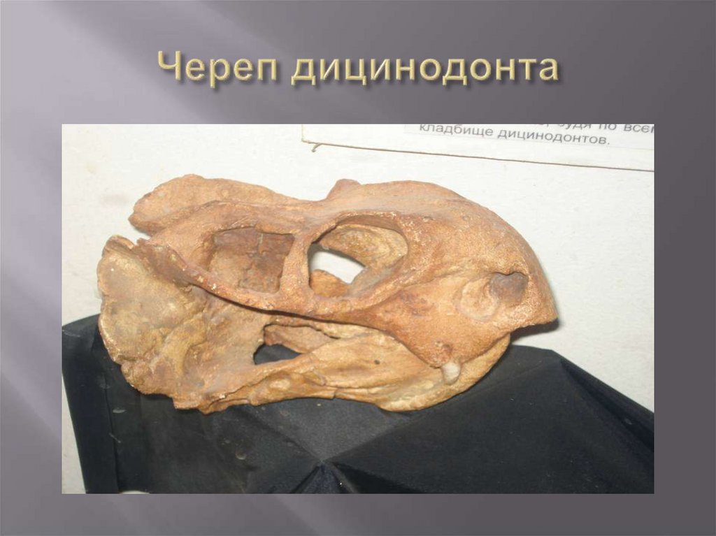 Череп дицинодонта