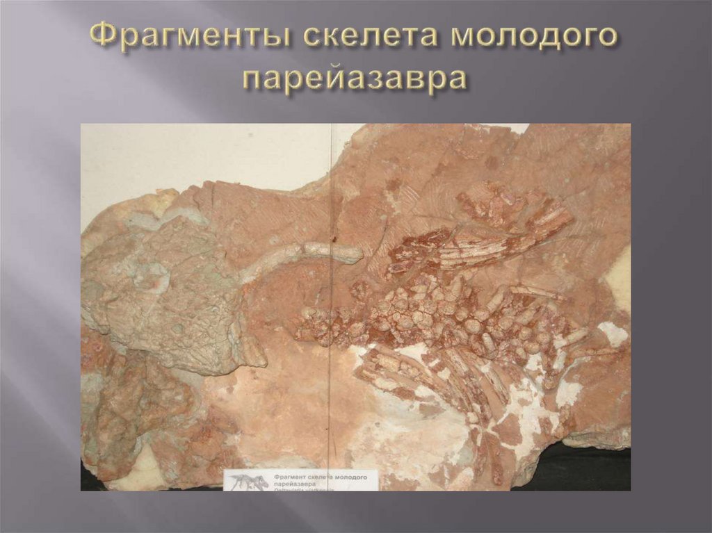 Фрагменты скелета молодого парейазавра